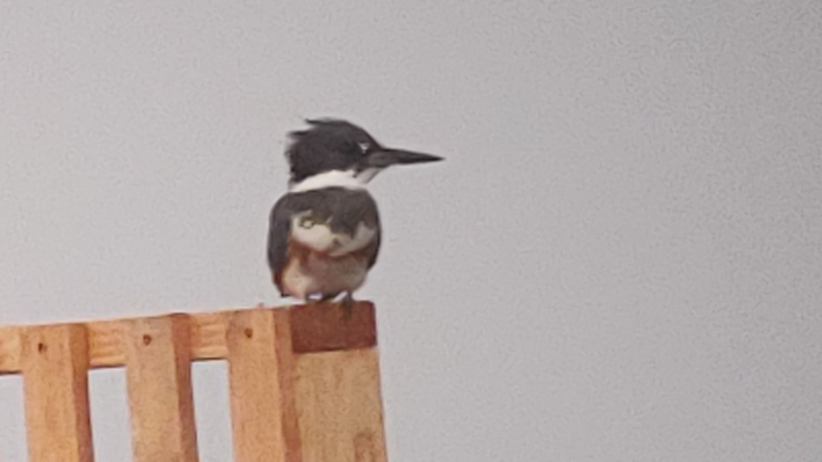 Belted Kingfisher - ML523986561