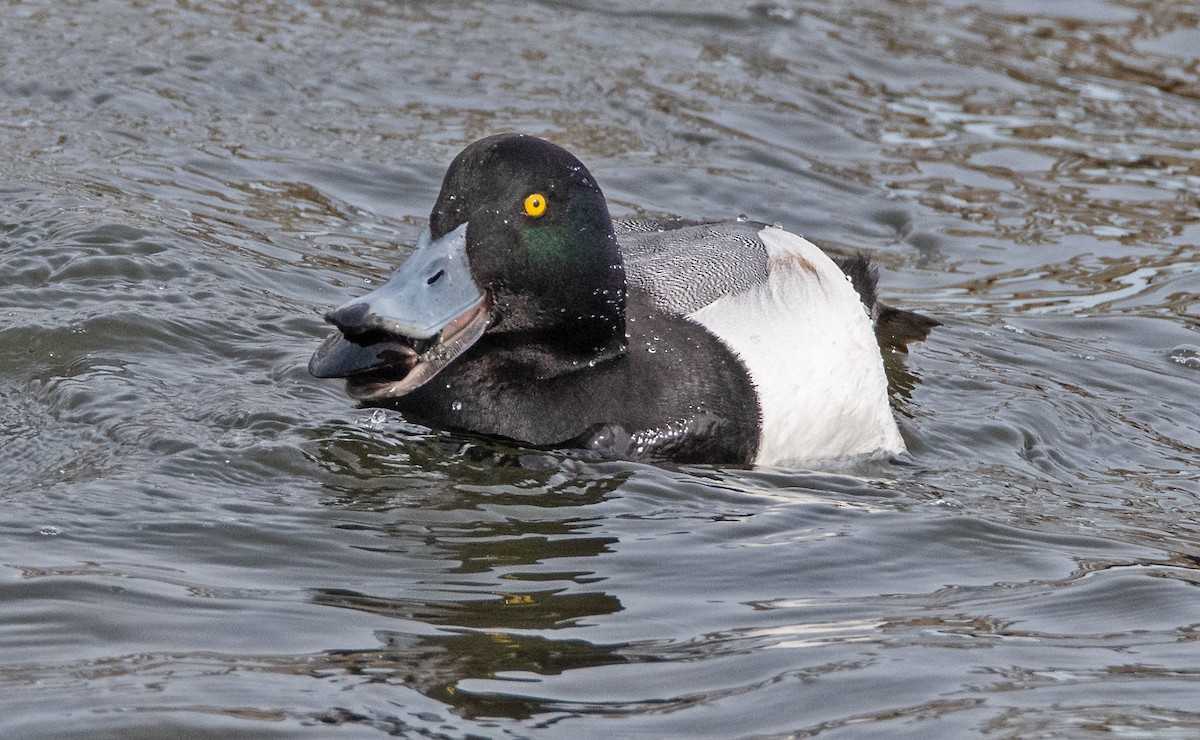 Greater Scaup - ML523986661