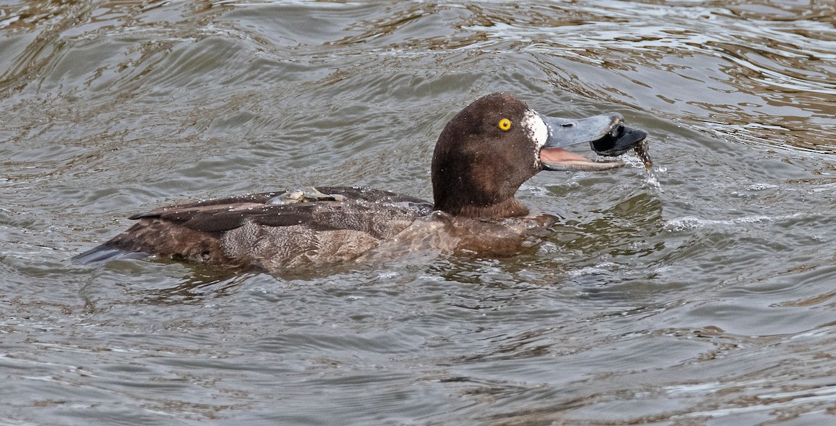 Greater Scaup - ML523986671