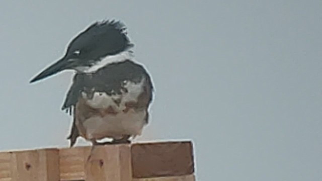 Belted Kingfisher - ML523986901
