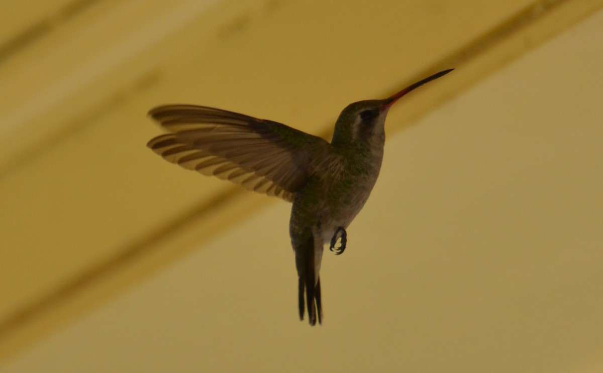 Broad-billed Hummingbird - Tristan Herwood