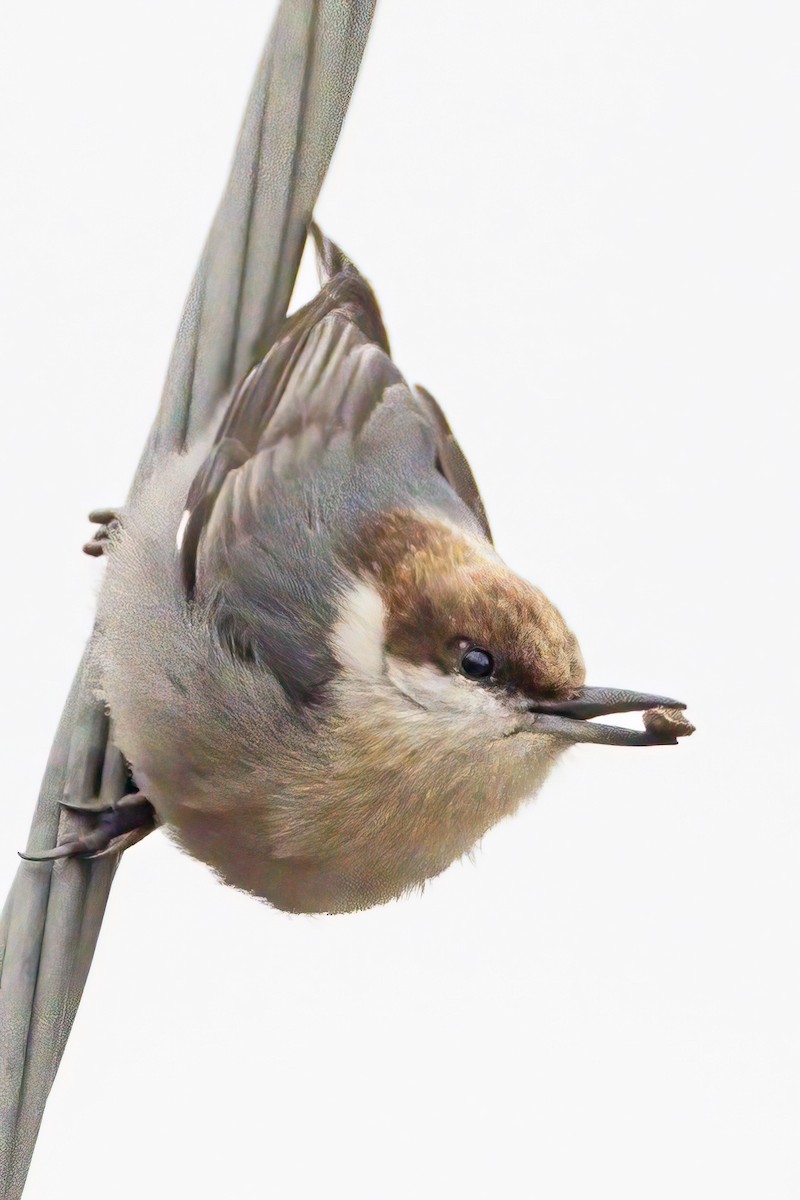 Brown-headed Nuthatch - ML523989081