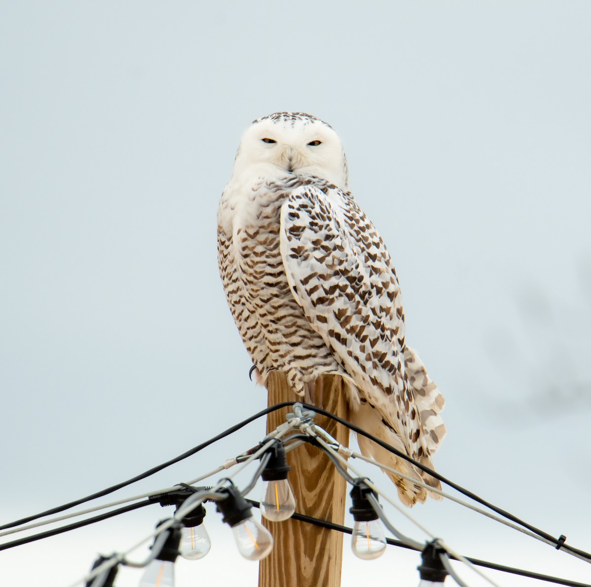 Snowy Owl - ML523989261