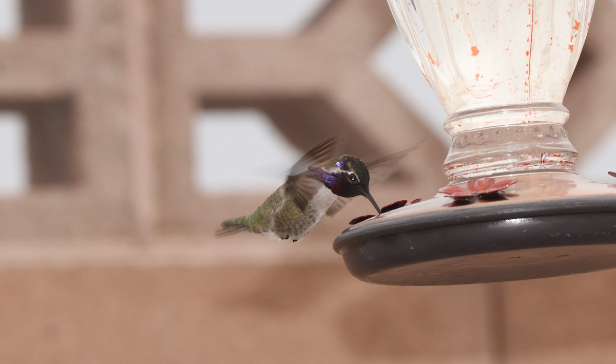 eBird Checklist 14 Jan 2023 Artesia Pahrump, Nv. 10 species