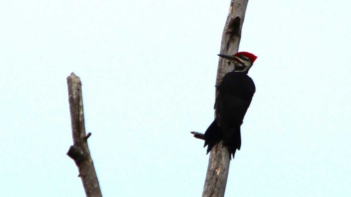 Pileated Woodpecker - ML524001041