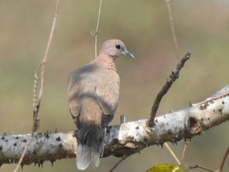 Laughing Dove - ML52400441