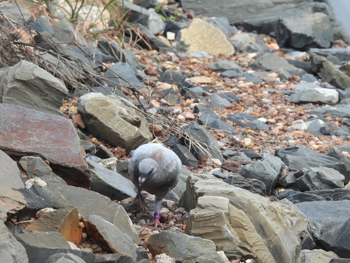 Rock Pigeon (Feral Pigeon) - ML524005441