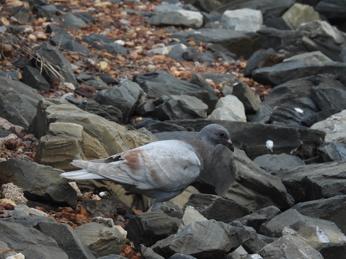holub skalní (domácí) - ML524005771