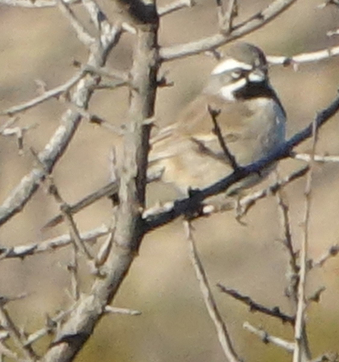Black-throated Sparrow - ML524005891