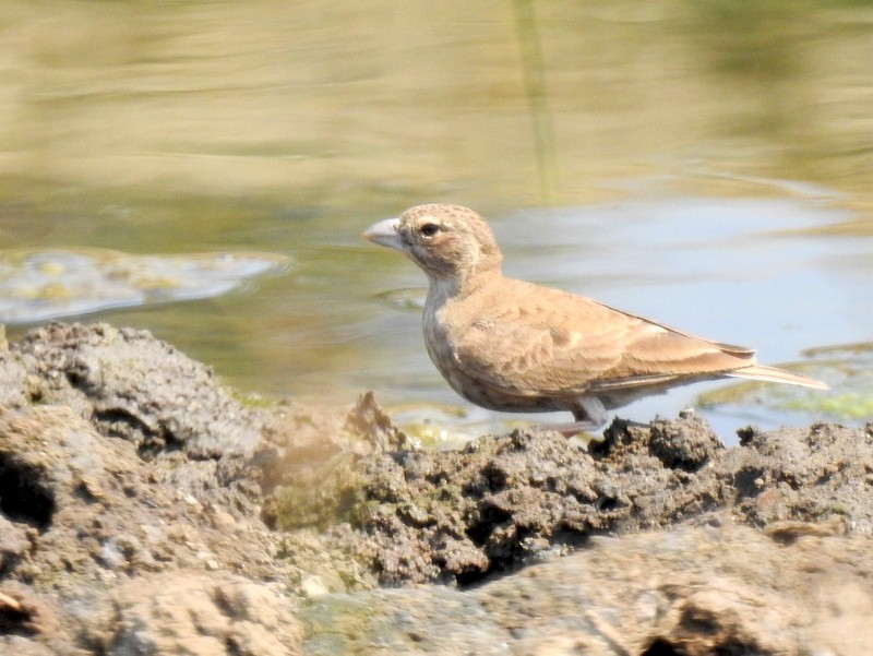 Ashy-crowned Sparrow-Lark - Rajaneesh  Ghadi