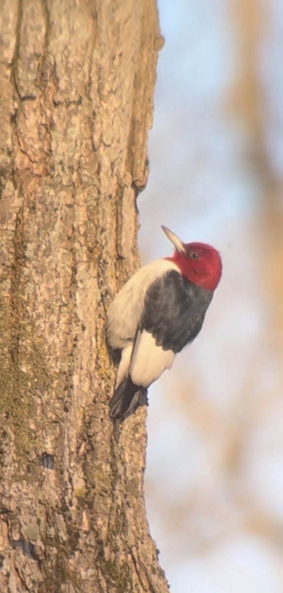 Red-headed Woodpecker - ML524010331