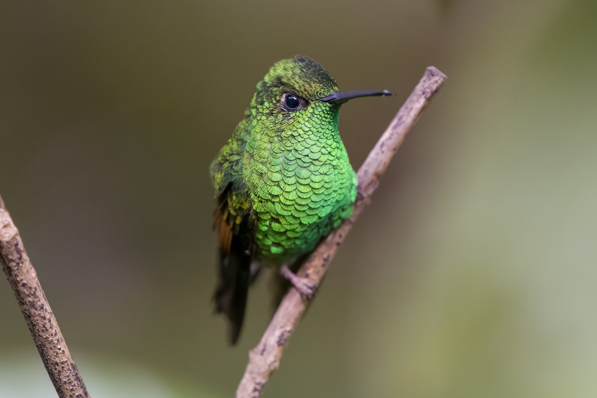 kolibřík páskoocasý - ML524013931