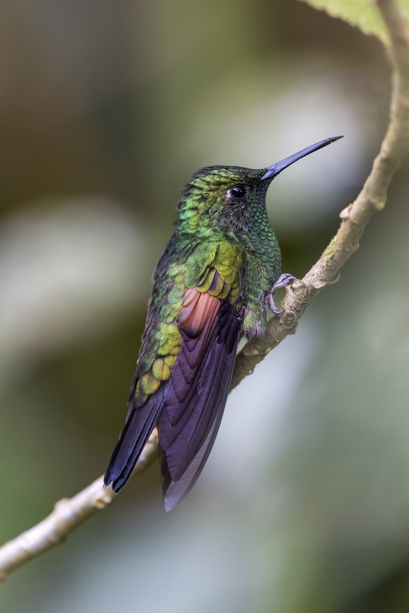 kolibřík páskoocasý - ML524013941