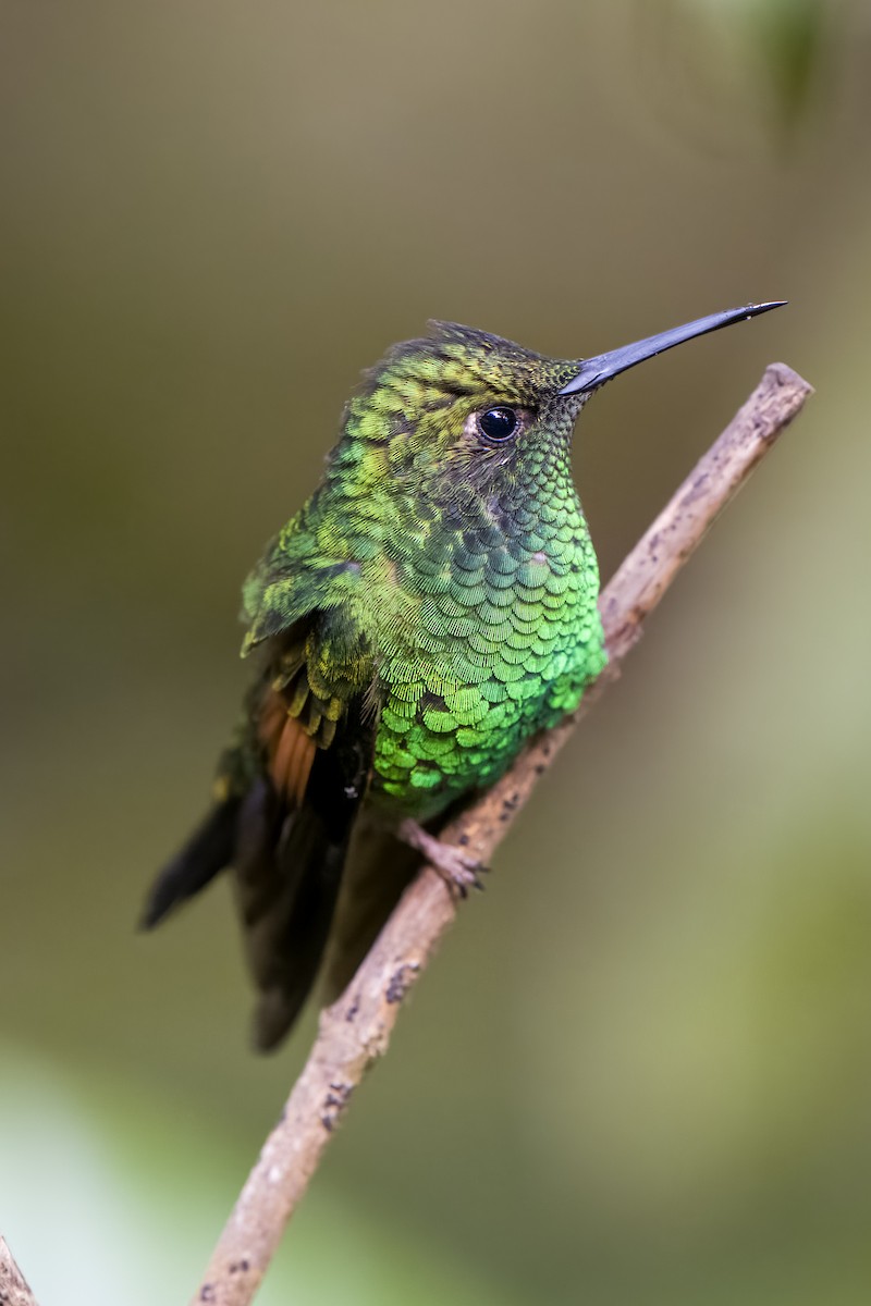 Stripe-tailed Hummingbird - ML524013951