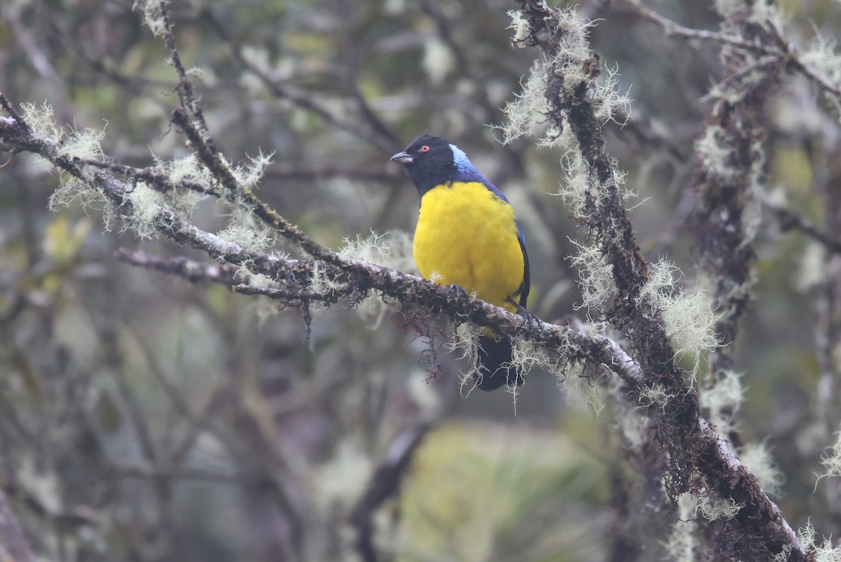 Hooded Mountain Tanager - ML524017401