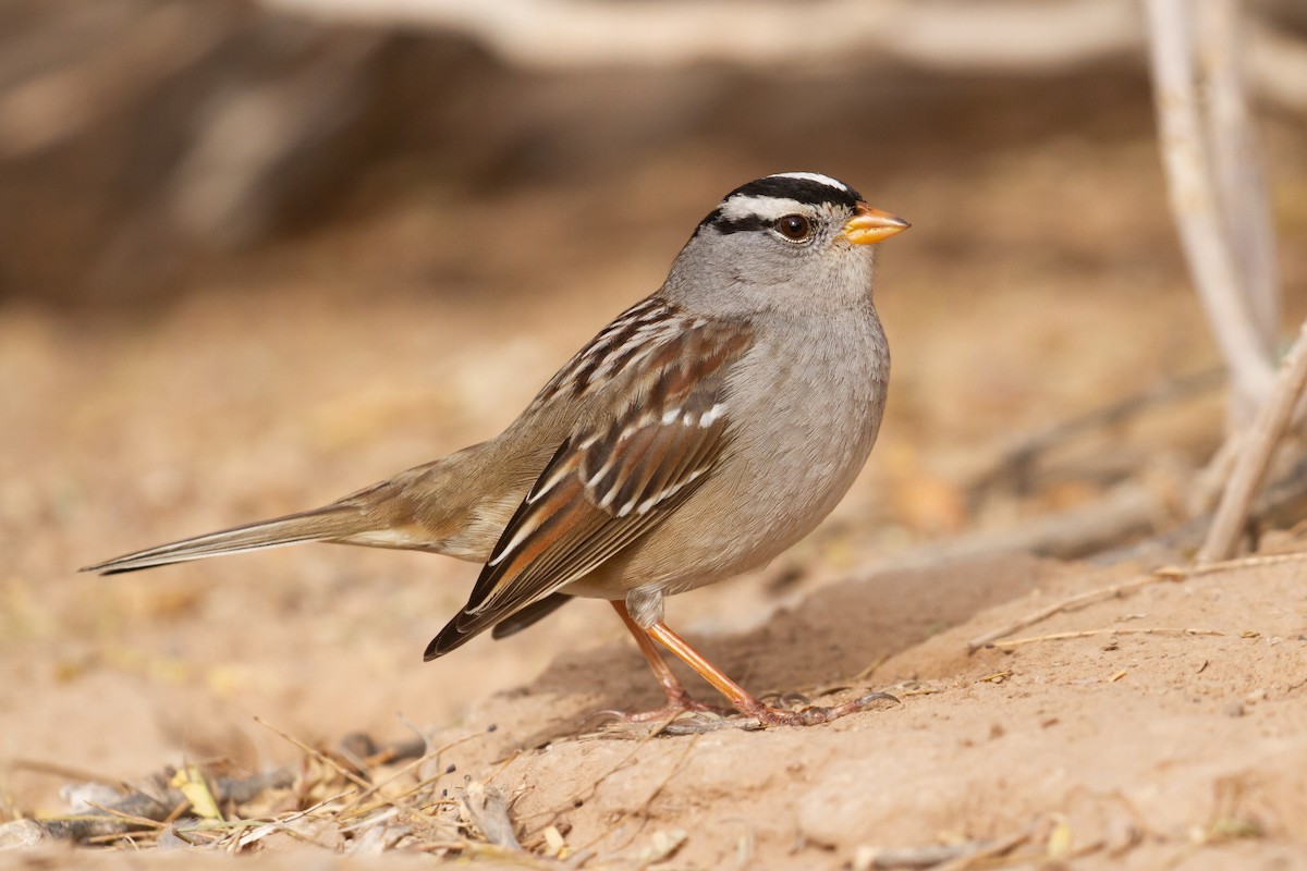 White-crowned Sparrow - ML524018651