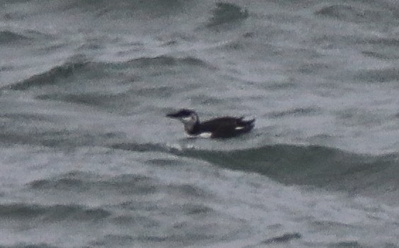 Common Murre - Zachary Holderby