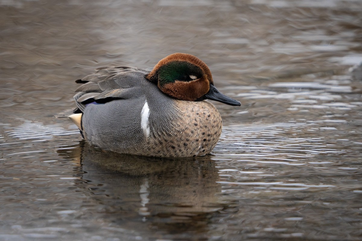 Green-winged Teal - ML524038261
