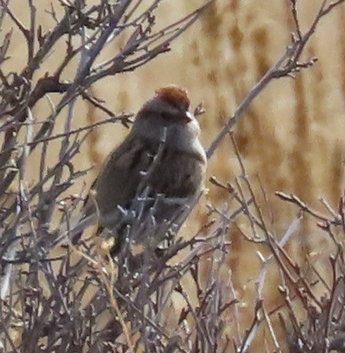 American Tree Sparrow - ML524038471