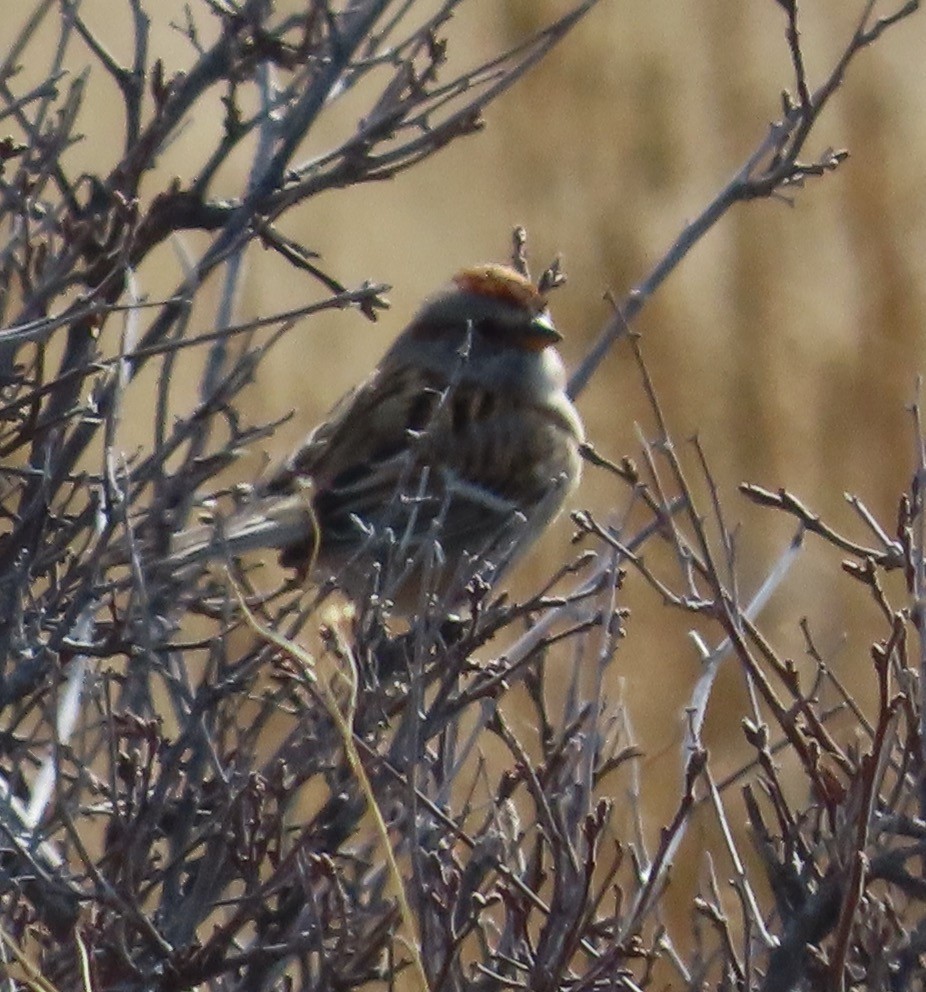 American Tree Sparrow - ML524038601