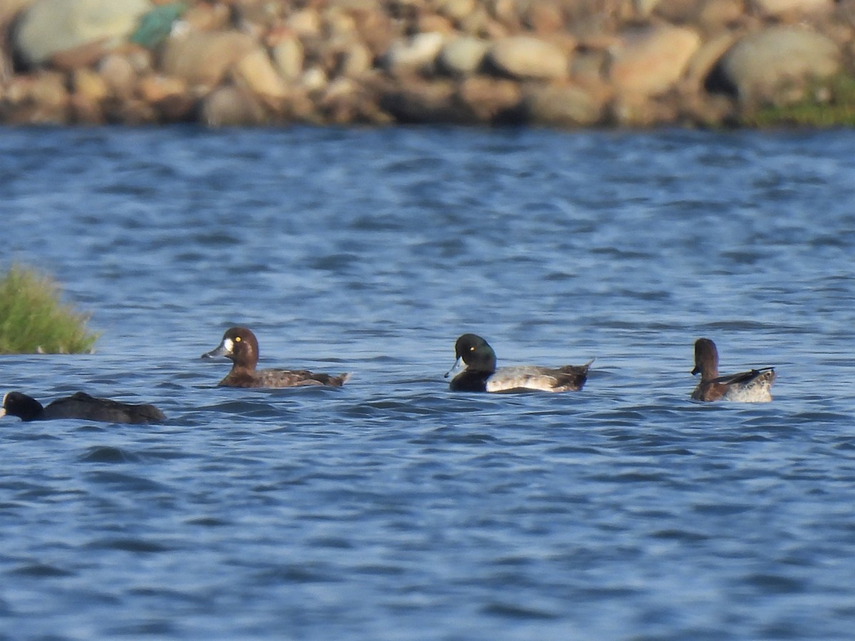 Greater Scaup - ML524043661
