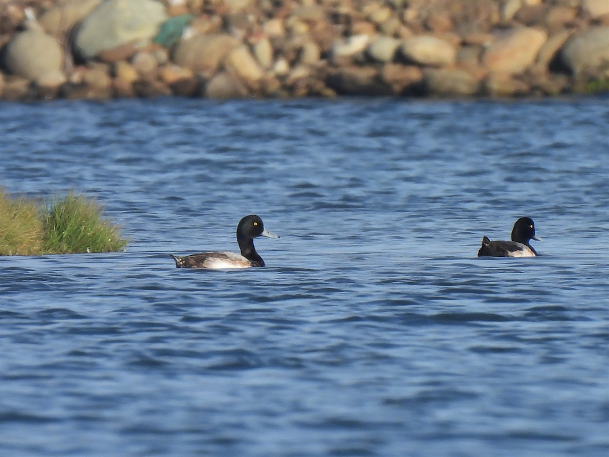 Greater Scaup - ML524043681