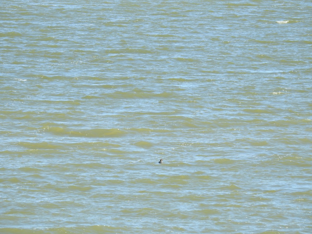 eBird Checklist 14 Jan 2023 Texas City Dike (UTC 074) 57 species