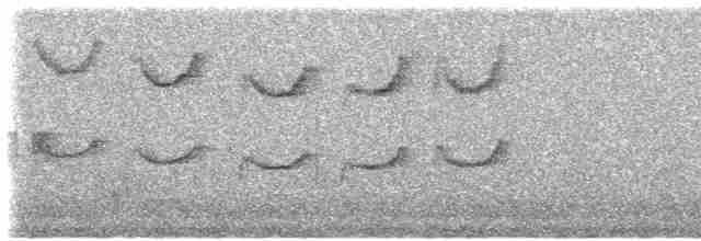 Black-billed Peppershrike - ML524049331