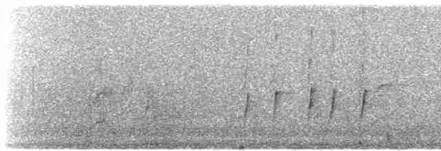 White-throated Tyrannulet - ML524051501