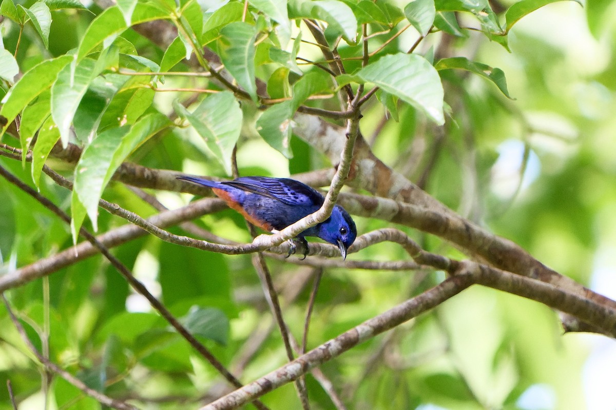 Opal-rumped Tanager (Opal-rumped) - ML524053611
