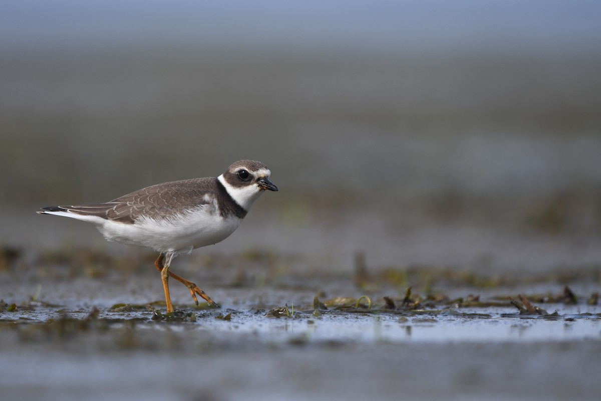 Semipalmated Plover - ML524058461