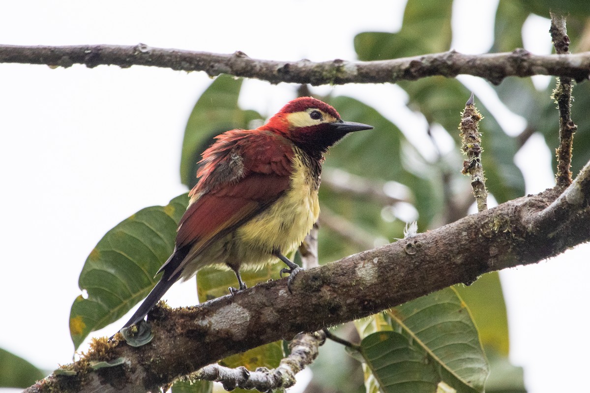 Crimson-mantled Woodpecker - ML524062241