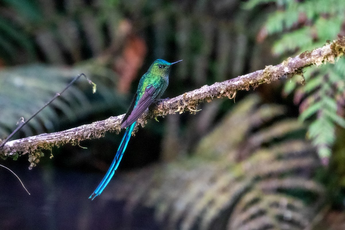 Long-tailed Sylph - ML524066481