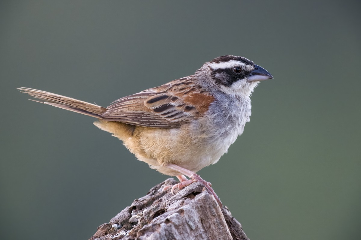 Stripe-headed Sparrow - Jeff Hapeman