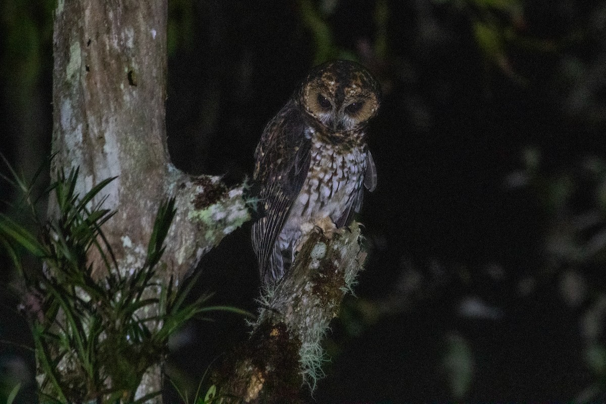 Rufous-banded Owl - ML524068791