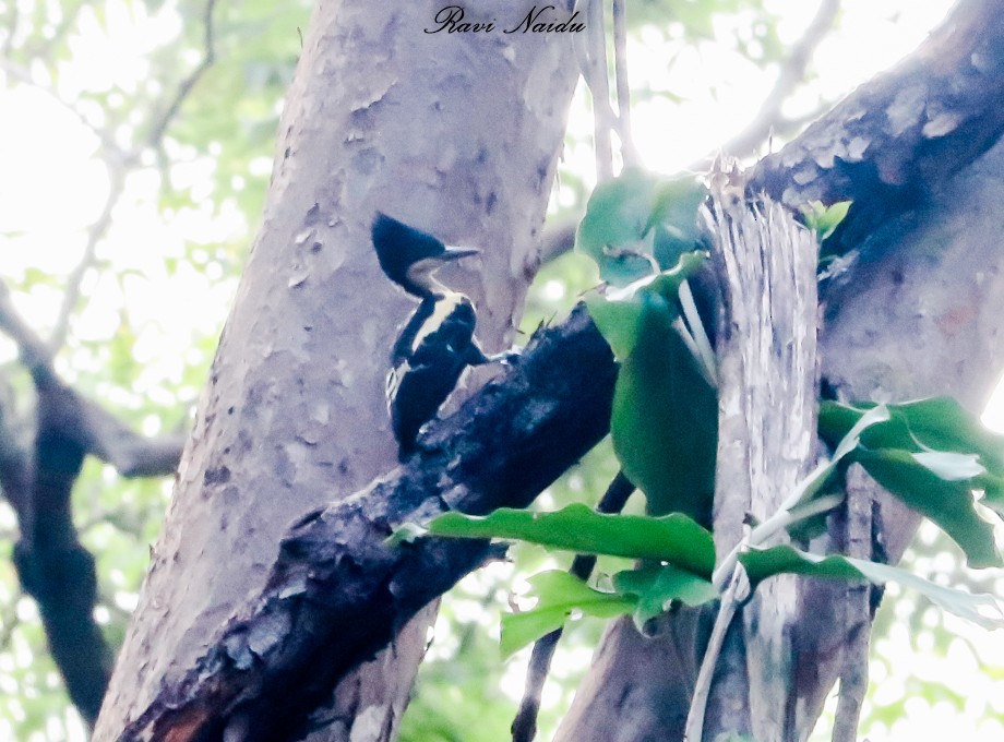 Heart-spotted Woodpecker - Ravi naidu