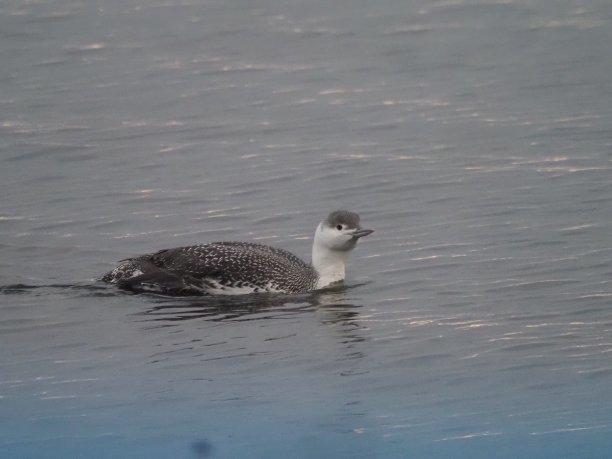 Red-throated Loon - ML524077751