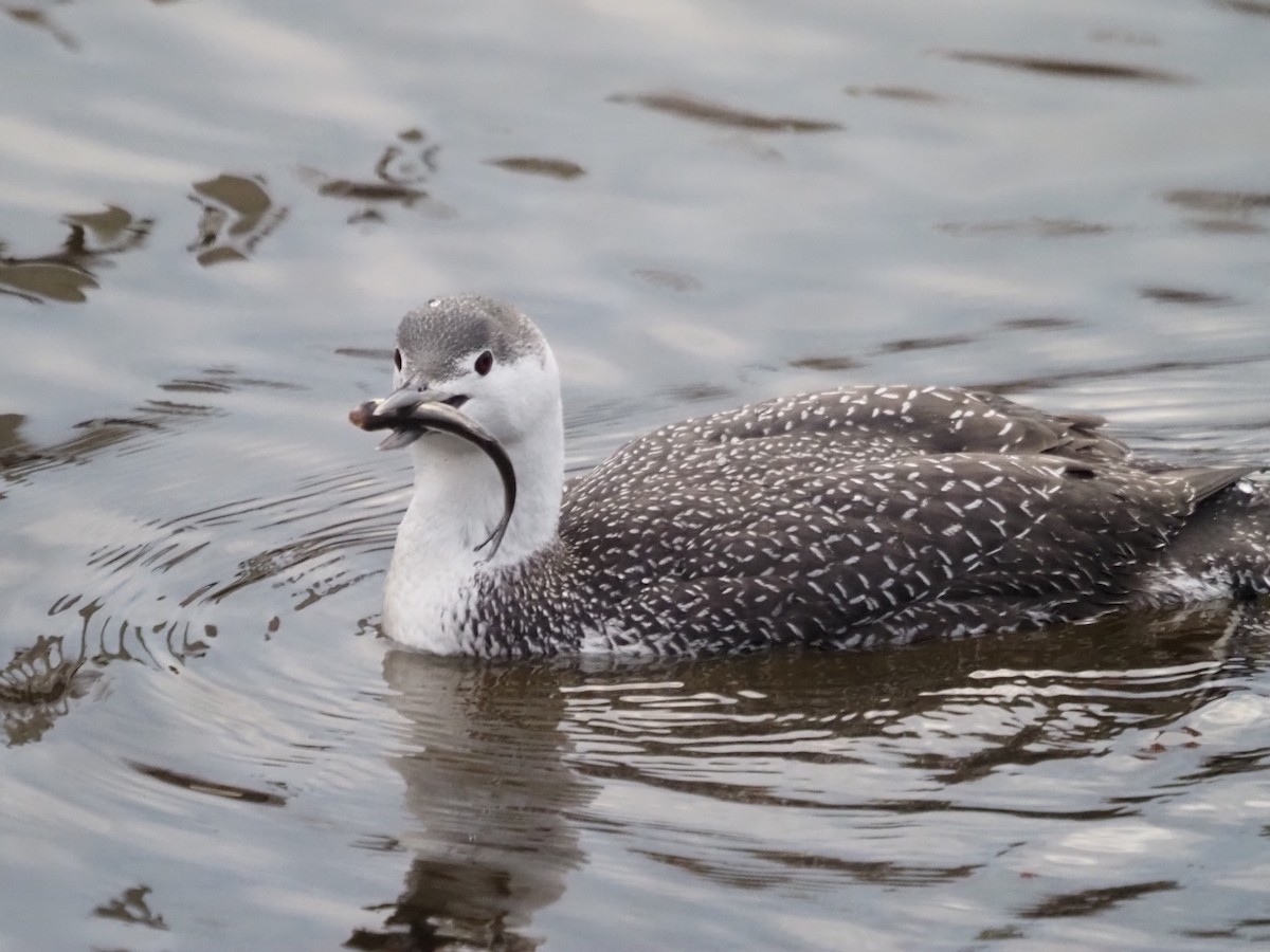 Red-throated Loon - ML524077801