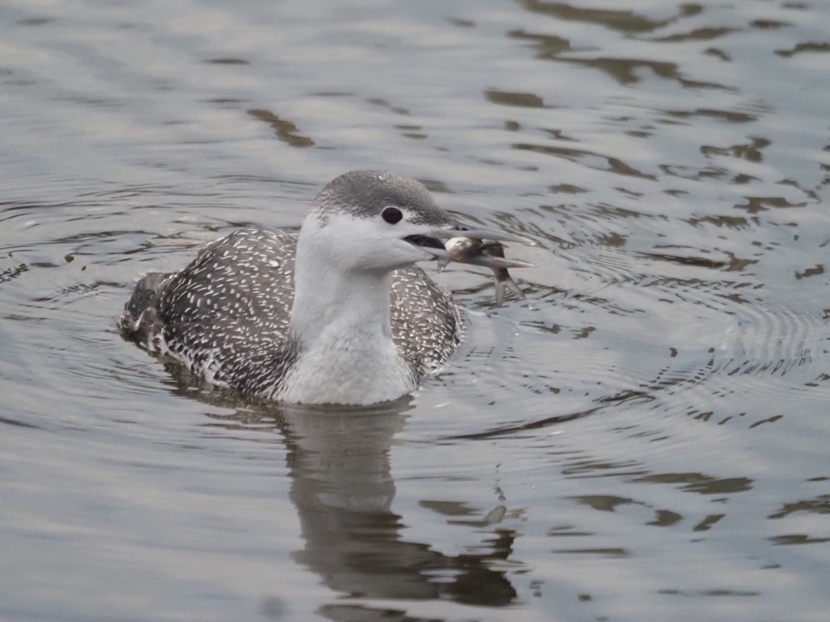 Red-throated Loon - ML524077911