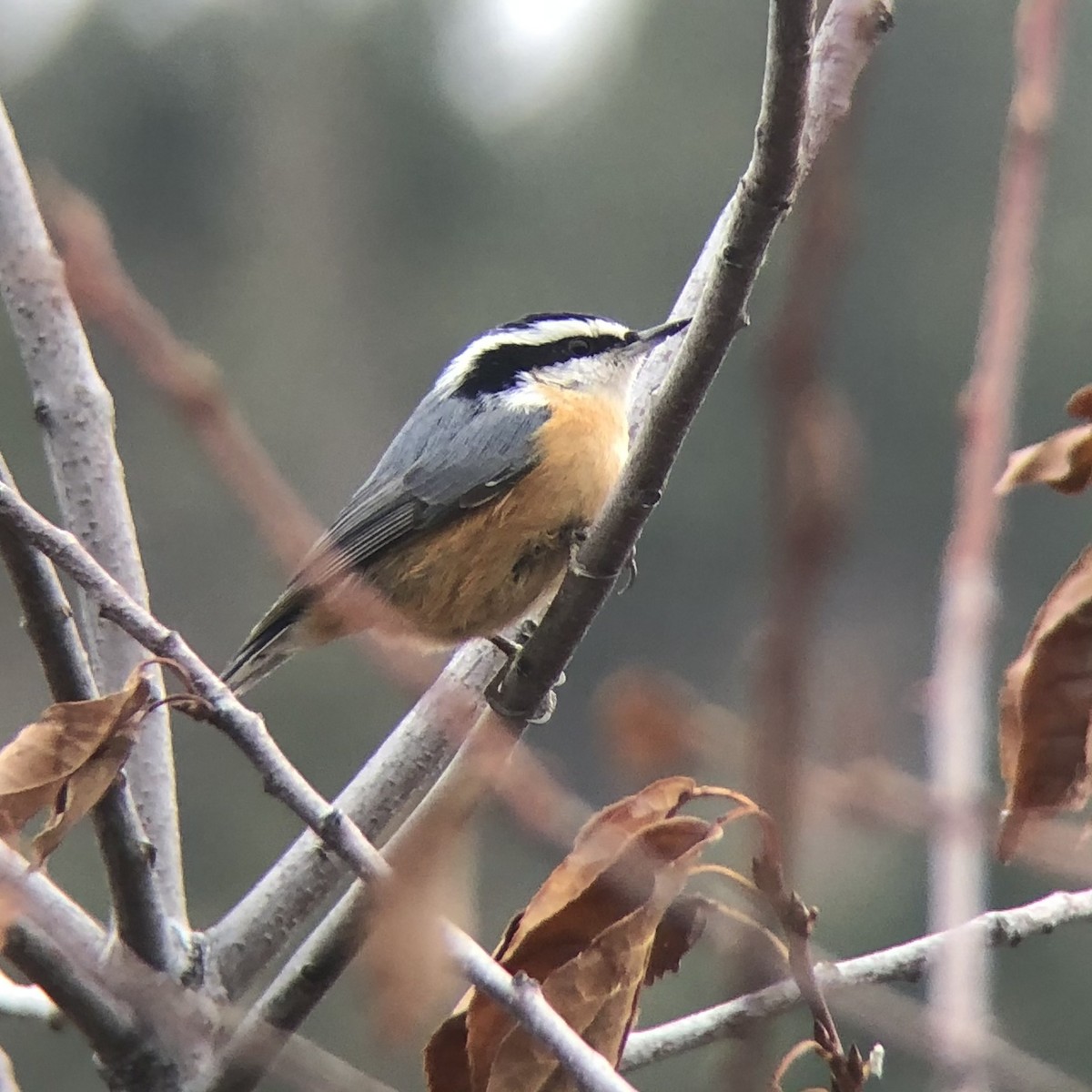 Red-breasted Nuthatch - ML524078851
