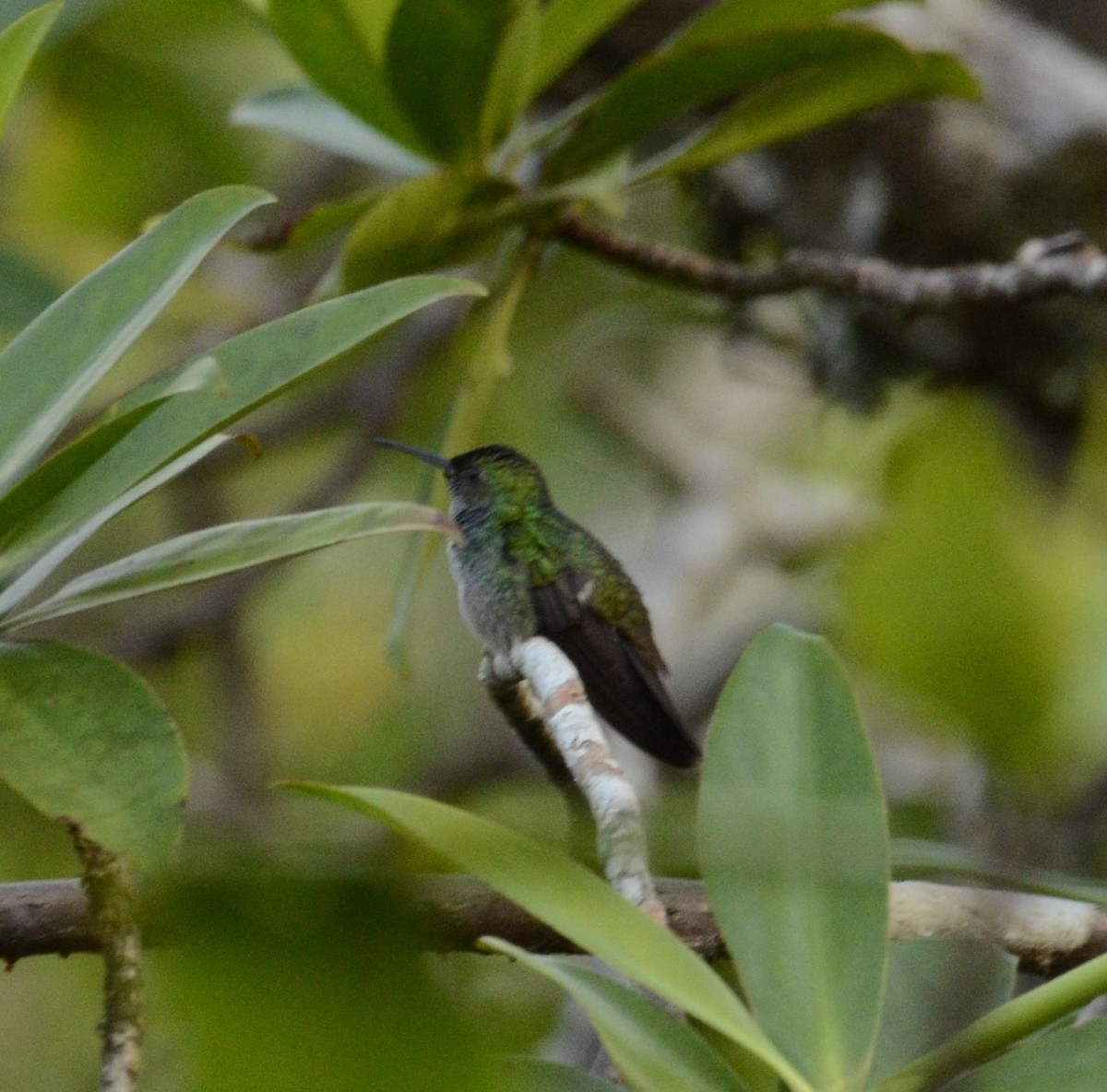 Blue-chested Hummingbird - ML524081851