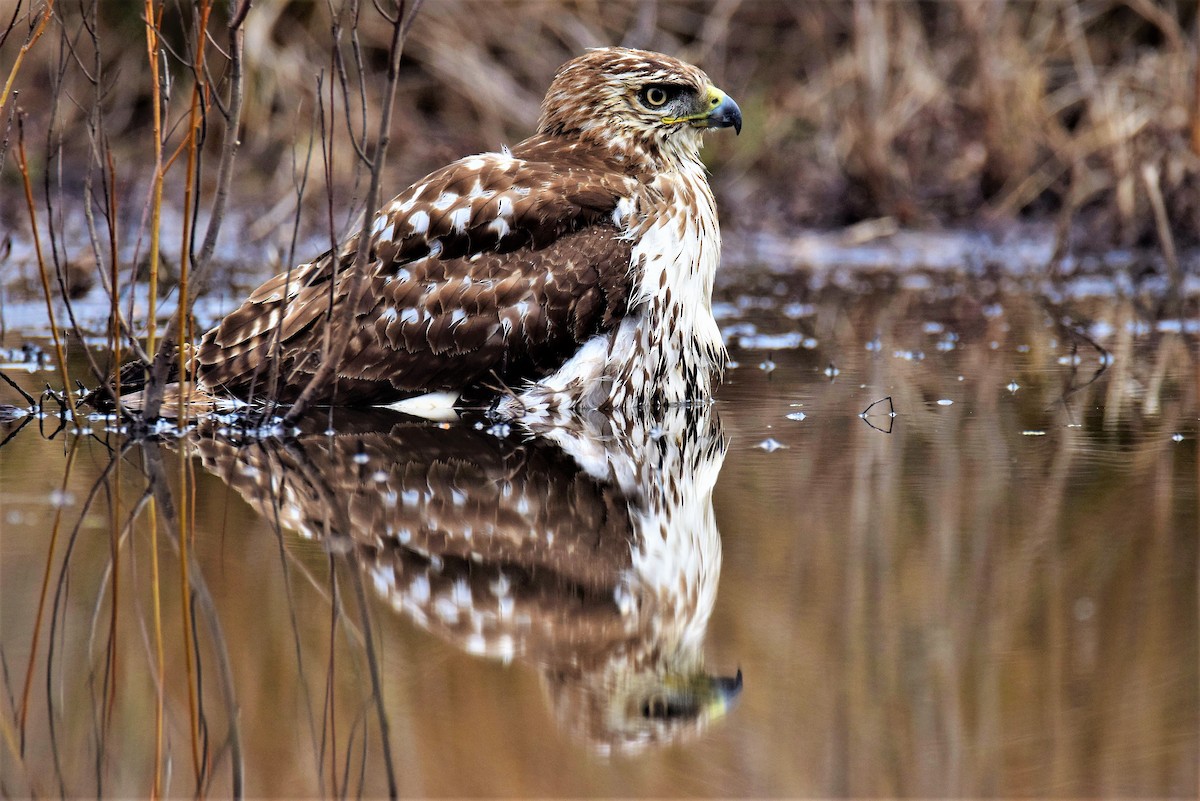 Red-tailed Hawk - D Denner