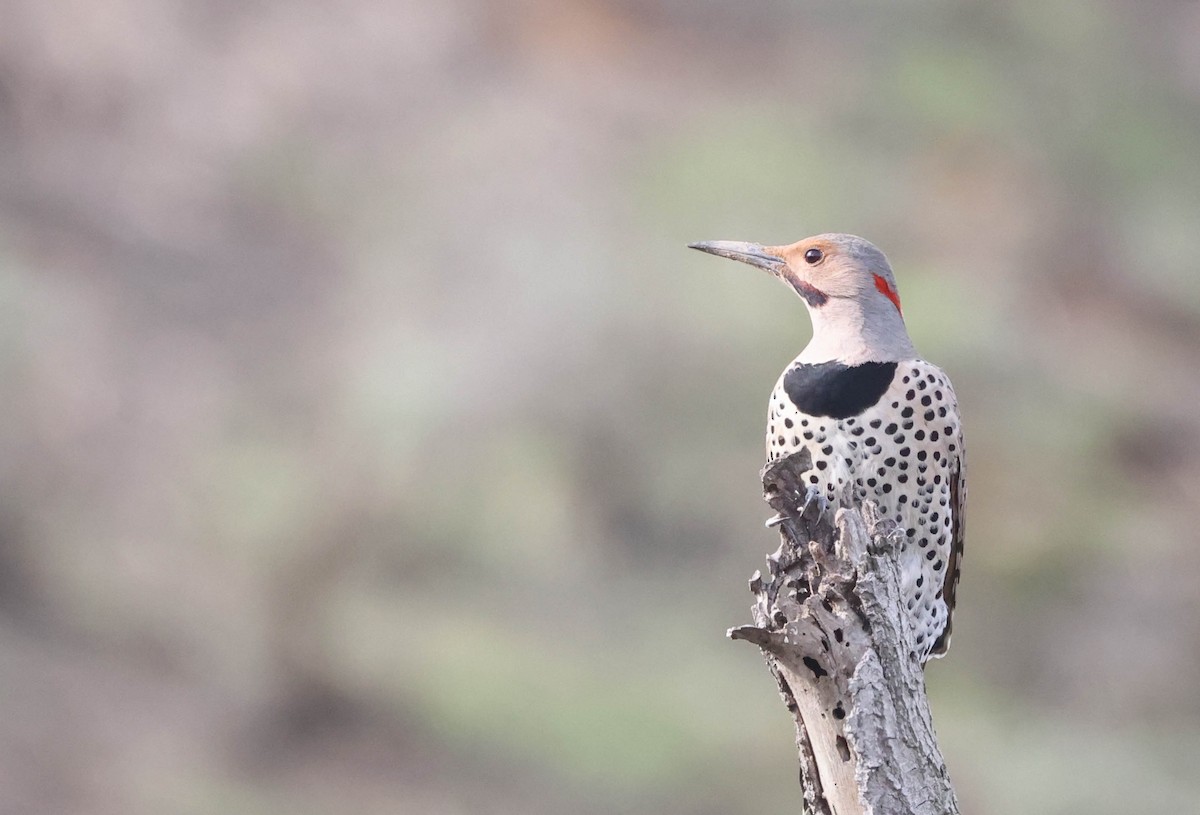 Northern Flicker (Yellow-shafted x Red-shafted) - ML524091521
