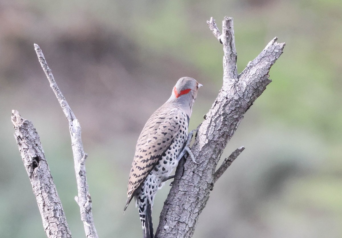 Northern Flicker (Yellow-shafted x Red-shafted) - ML524091541