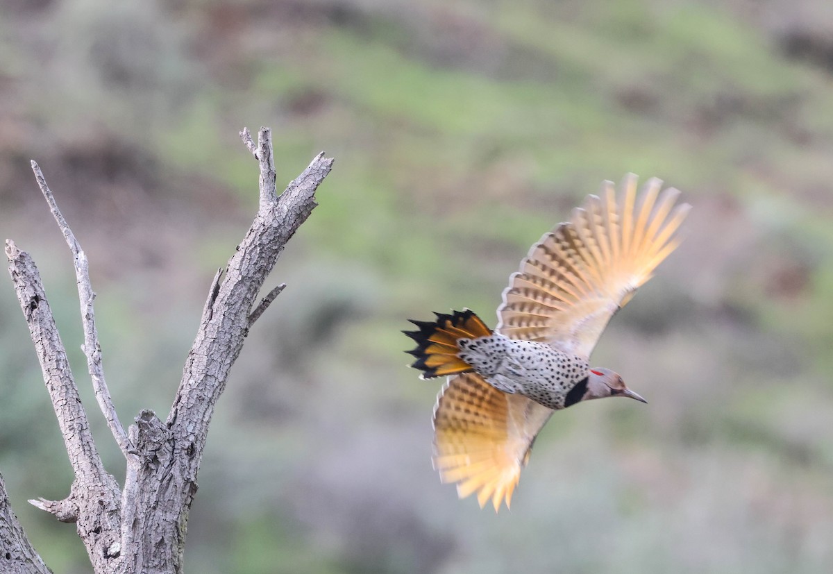 Northern Flicker (Yellow-shafted x Red-shafted) - ML524091561