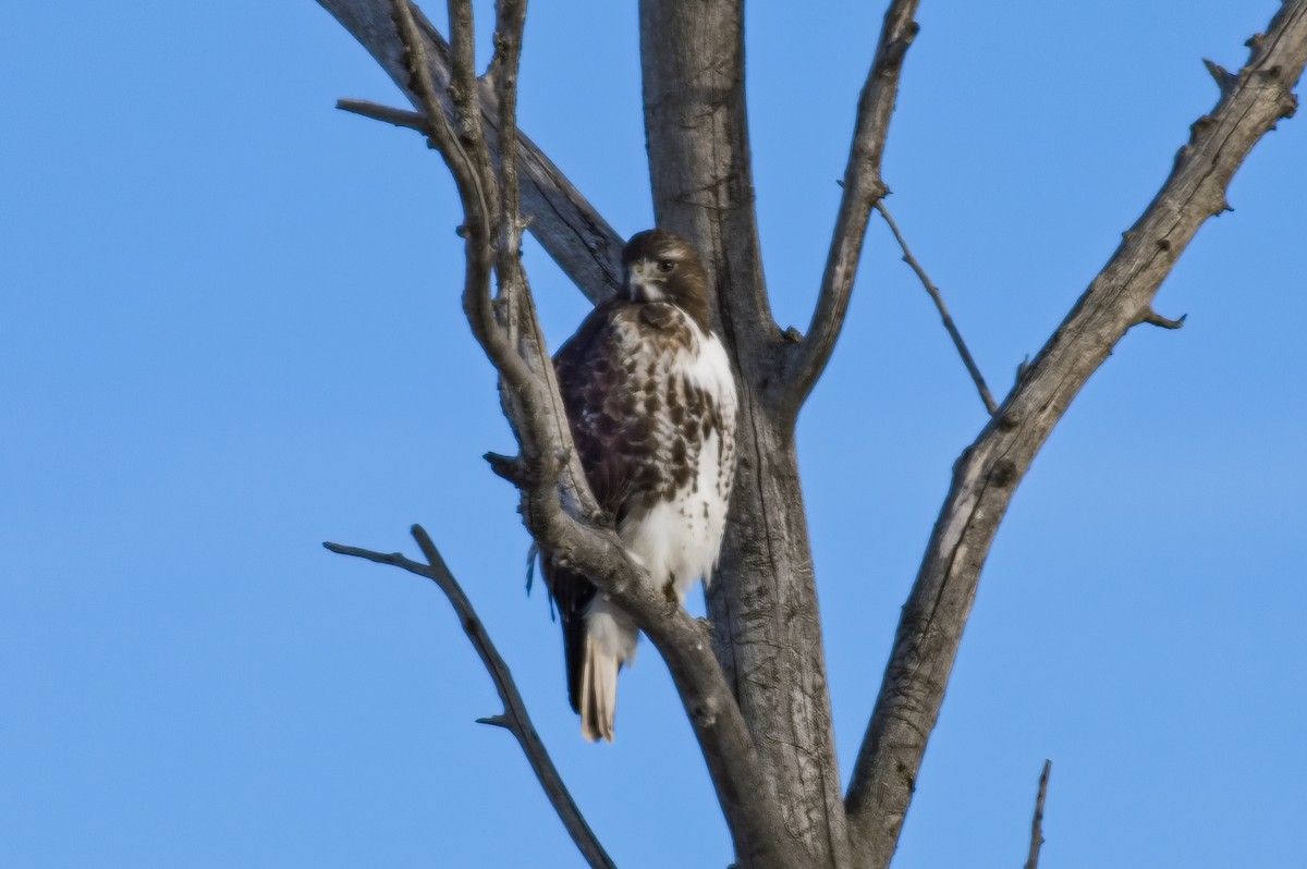 Red-tailed Hawk - ML524092601