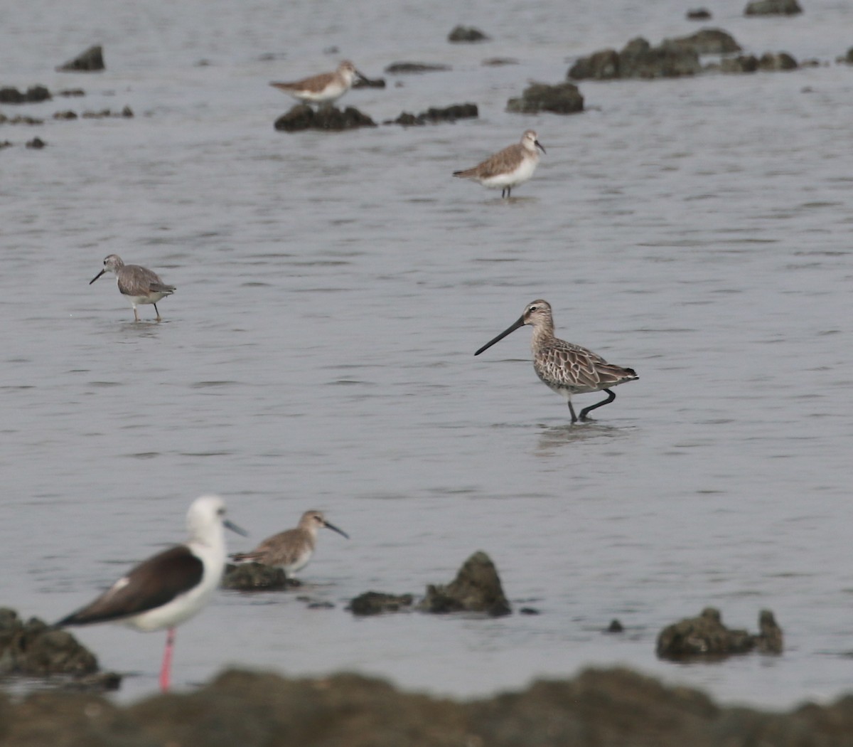 Asian Dowitcher - ML52409811