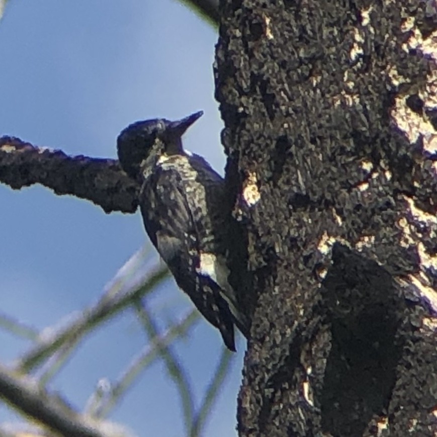 Black-backed Woodpecker - ML524098871
