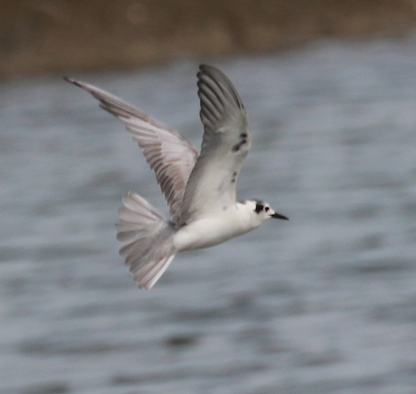 White-winged Tern - ML52410061