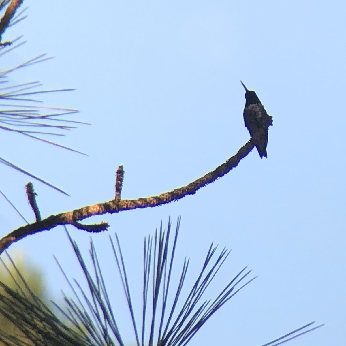 Kara Boğazlı Kolibri - ML524101681